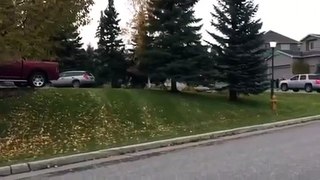 Epic Moose Fight Took Place In Alaskan Neighborhood In Front Of Curious Humans