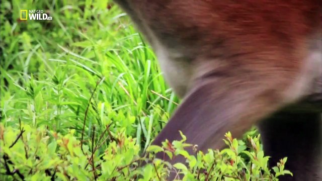 Волчьи горы / The Wolf Mountains / 2013