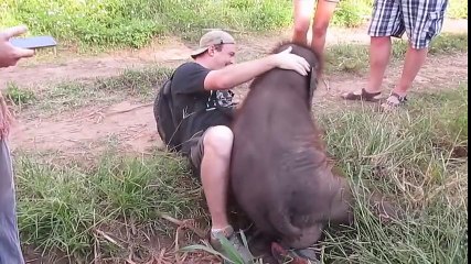 Quand l’éléphant ne cache pas son amour pour un touriste !