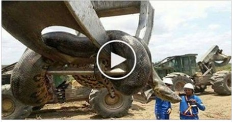 Dunia Ka Sub Se Bara Azdaha Mazdoro Ne Mara Howa Samjha