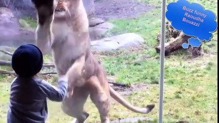 Best ultimate compilation funny Babies- Buzz kids at the zoo by Raoudha Bouazzi