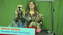 Dog Grooming Austin TX 512-927-2968 Sweetie Pooch Pet Parlor - Color & Feathers Dog Grooming Austin