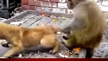 Viral Video of a Monkey Annoying a Dog
