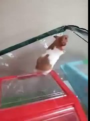 121230 NMB48 久代梨奈 これはななちゃん？はちくん？