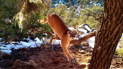 Un Cougar coincé sur une branche est libéré par deux Rangers