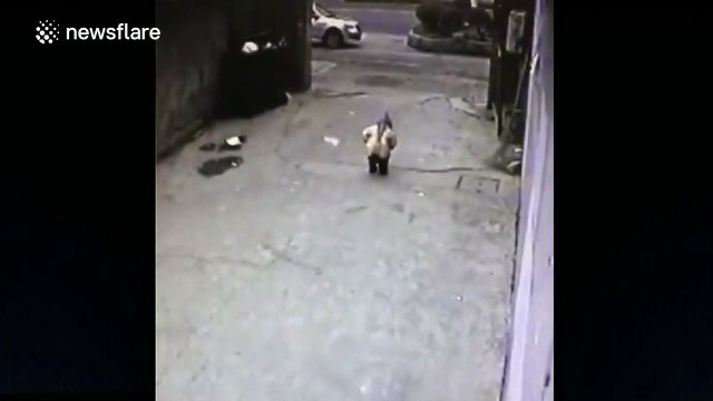 Four-year-old boy somehow survives being run over