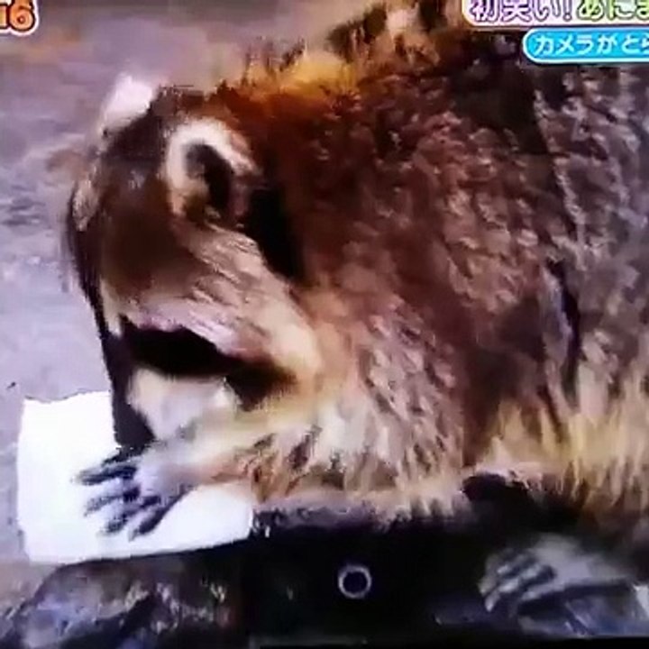 Heartbreaking Moment Raccoon Accidentally Drops His Candy In A Puddle