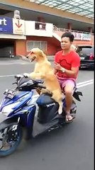 Perro bien adiestrado hace de chofer en una moto