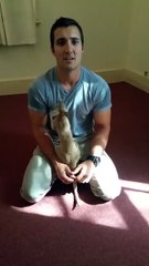 Un bébé kangourou trouve une poche originale