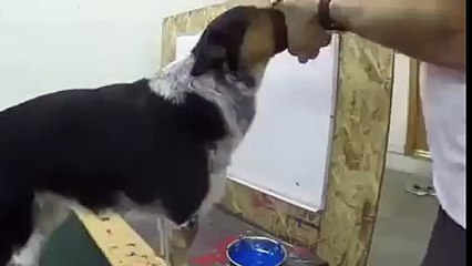 Dog name JUMPY can write his own name with painting