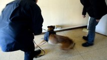 Amiens : entraînement régional des brigades canines de la police