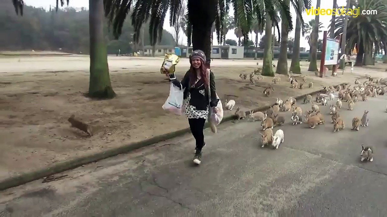 Bu kadar tavşanı hiç bir arada gördünüz mü?