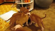 AMERICAN BULLDOGS Puppies get one