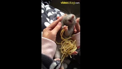 Spagetti yiyen sevimli fare. Böyle bi tatlılık yok :)