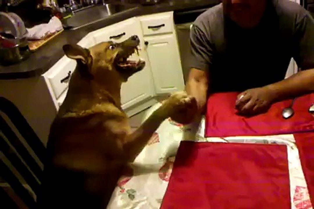 Армрестлинг с мегаЗлой собакой))) - 480x360