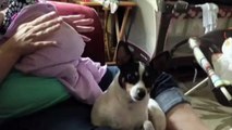 Baby Fart Scares Dog - Funny Animals Channel