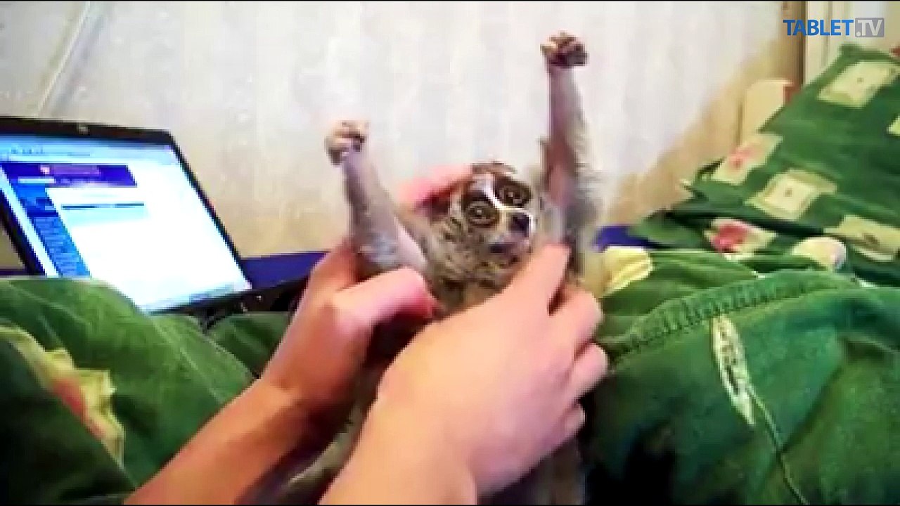 LIKE DŇA: Spravte si náladu lemurom