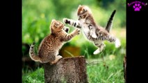 CUTE KITTENS: Playful Cats