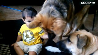 Sweet Baby Videos - Big  Dogs Playing with Babies Compilation [NEW HD VIDEO]