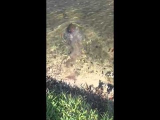 Florida Man Saves Turtle From 'The Streets'