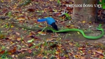 Rắn lục cực độc đấu chim và chiến thuật tấn công liên hồi - Thế giới động vật