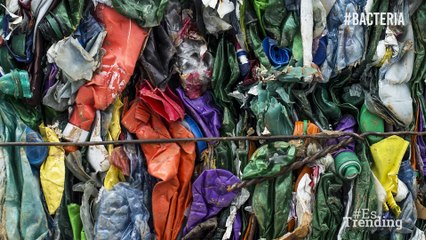 El plástico es un cáncer para el planeta y esta bacteria es la esperanza para acabarlo