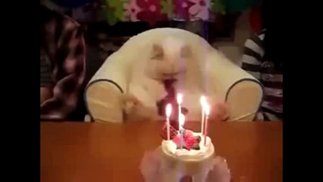 День рожденье кота отмечают тортом и свечками, лучшие приколы над животными 2015