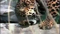 Crocodiles and jaguars jungle lord's fight was subdued - Animal World 2015, Cá sấu và báo đốm đấu nhau chúa tể rừng xanh bị khuất phục - Thế giới động vật 2015