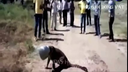 Cận cảnh báo gấm bị kẹt đầu trong bình nước ở Ấn Độ - Thế giới động vật