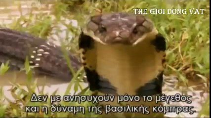 Hổ mang chúa và những lần giáp mặt với con người phần 1 - Thế giới động vật