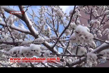 Şubat'ta açan çiçek Mart'ta kar altında kaldı