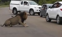 Lion Shows Tourists Why You Must Stay Inside Your Car - Latest Wildlife Sightings