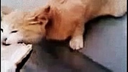 Очень страшный Хищник! Приколы с животными 2015