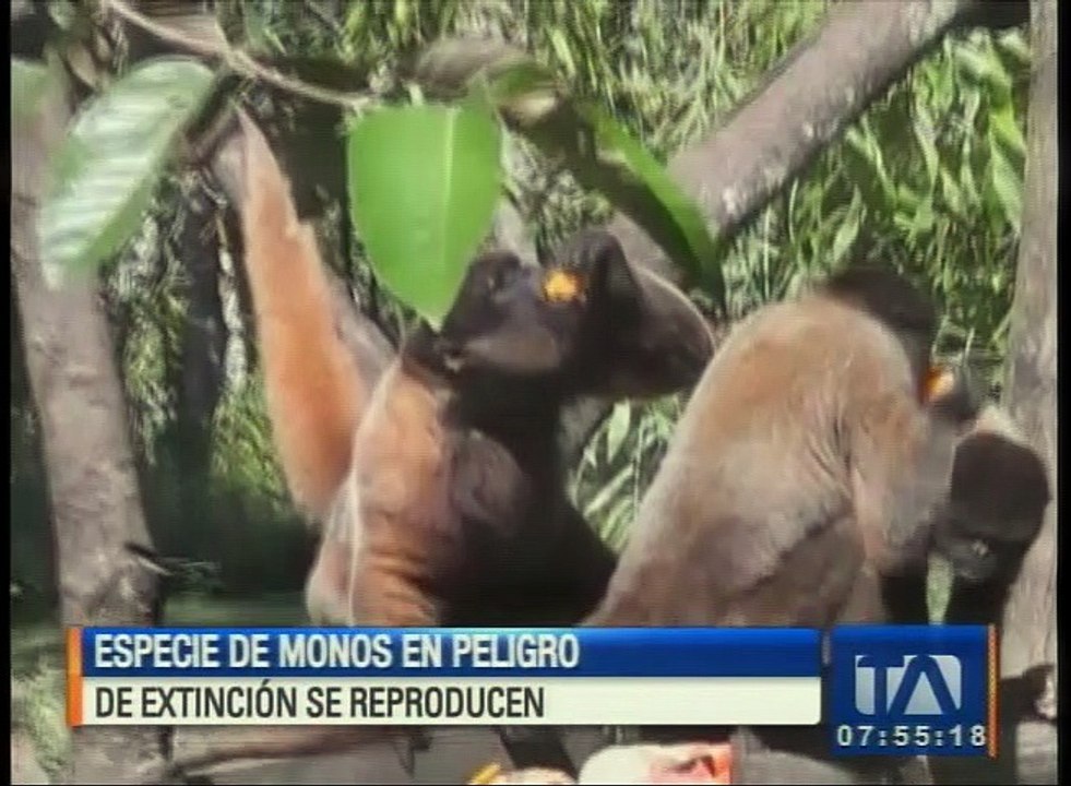 Especie de monos en peligro de extinción se reproducen en Pastaza