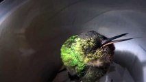 Приколы ! Как спят колибри приколы онлайн про животных,приколы с животными 2015!