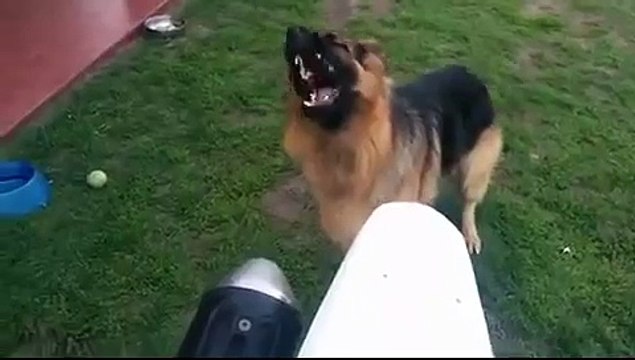 Приколы с животными - Немецкая овчарка против пылесоса