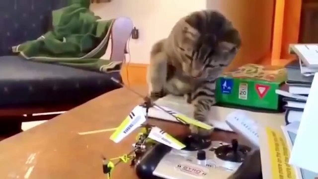 Приколы с животными - Новые приколы с котами 2015, подборка приколов с котами