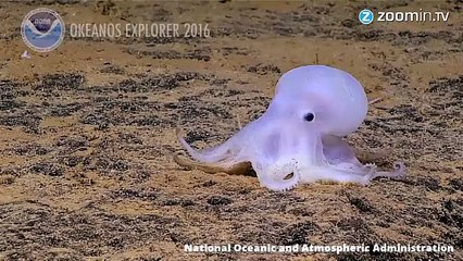 Seinen Namen verdankt er seinem Aussehen. Forscher haben 'Casper' in 4300 Metern Meerestiefe entdeckt.