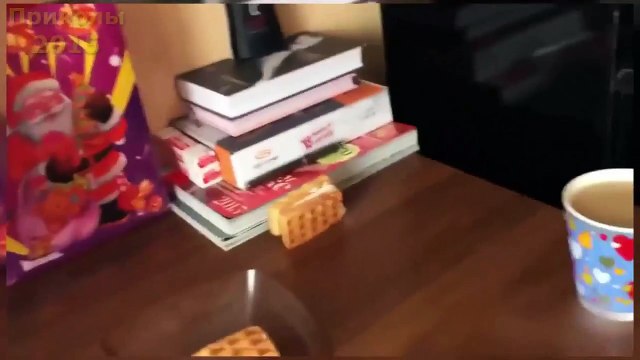 Приколы с животными 2015 - Подборка приколов с котами