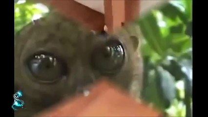 Приколы с животными 2015 (1)