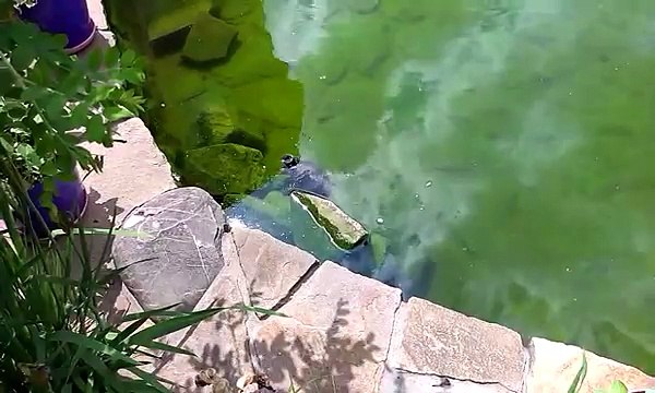 ПРИКОЛЫ С ЖИВОТНЫМИ Смешная ЧЕРЕПАХА дышит в бассейне 2015