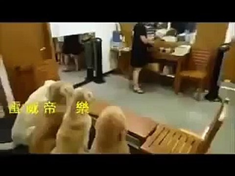 Самые смешные приколы с собаками! Смешные видео с животными 2015