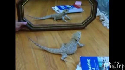 Смешное видео про животных 2015