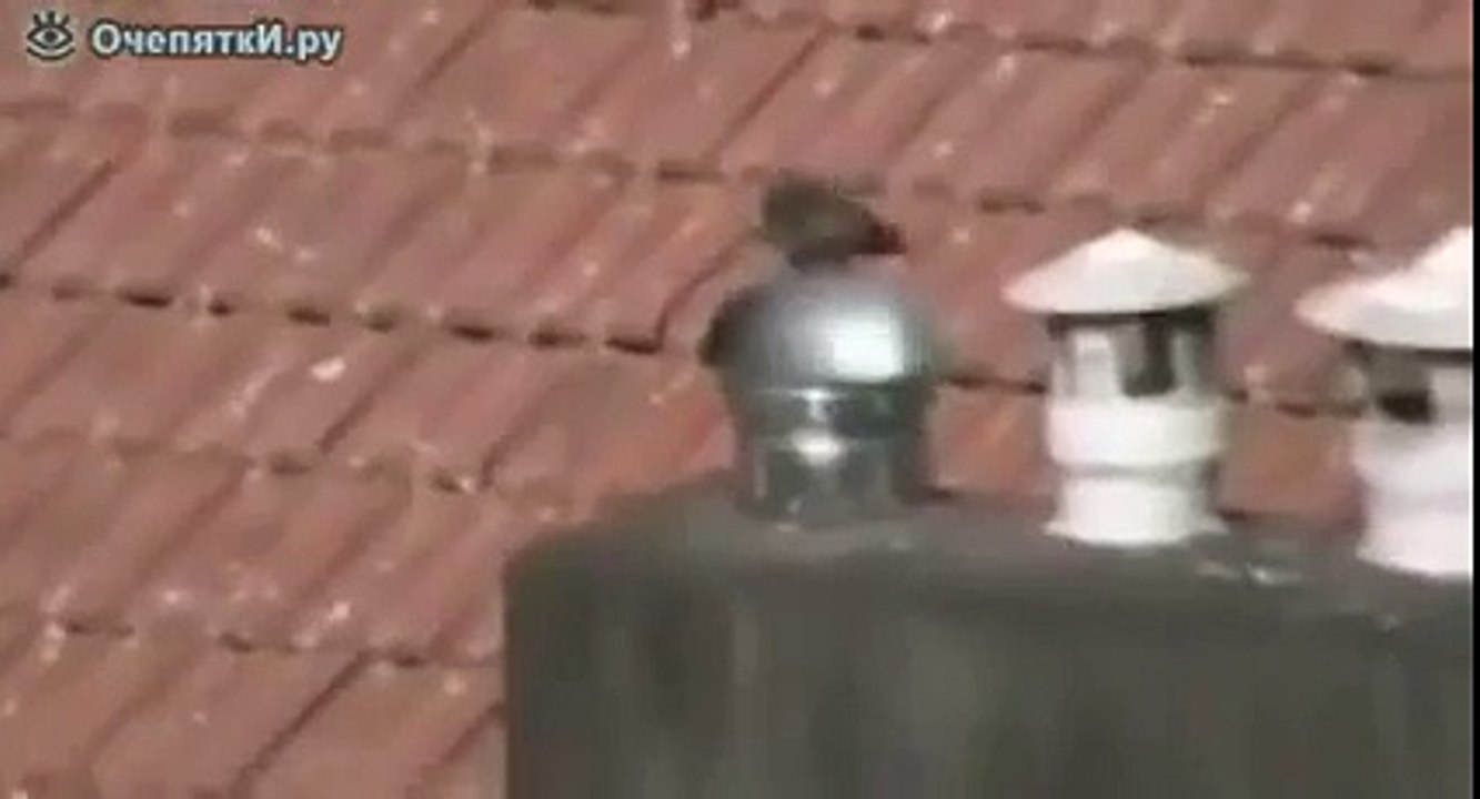 Голубь катается