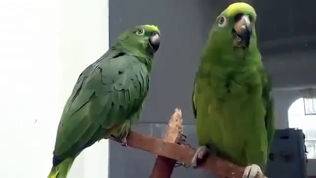 Дуэт попугаев