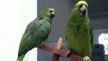 Дуэт попугаев