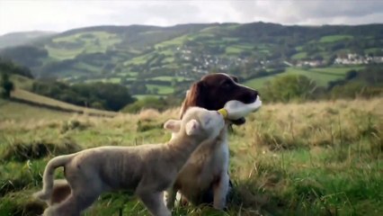 Заботливая Собака