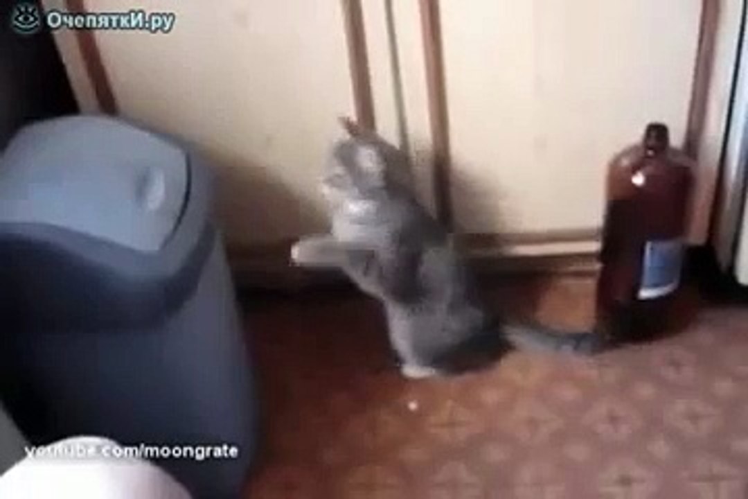 Кот боксёр и урна