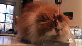 Смешное Видео с Кошками!  Веселые Кошки 2015 - Funny Cats Video Compilation