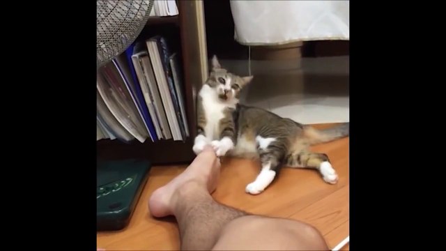 Смешные Кошки 2015! (#3) Веселая Видео Подборка! Смешные Животные 2015-